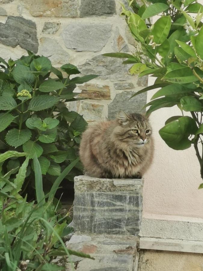 Armonia Petra House Apartment Kavala Bagian luar foto